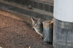 ひょっこり