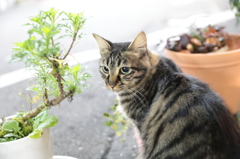 植物と夫猫