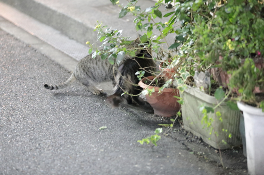 愛人メス登場、夫猫も不倫劇。