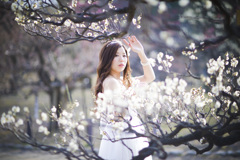 「white plum blossom」
