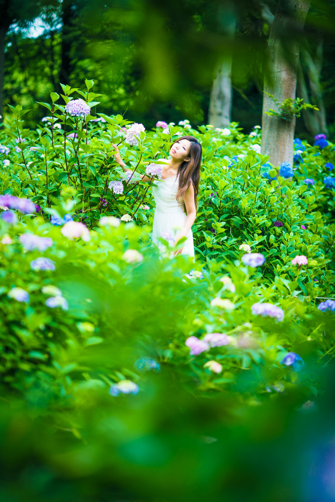 hydrangea