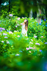 hydrangea