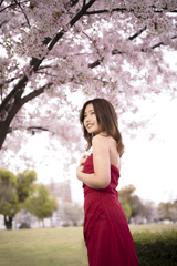 「cherry blossoms」