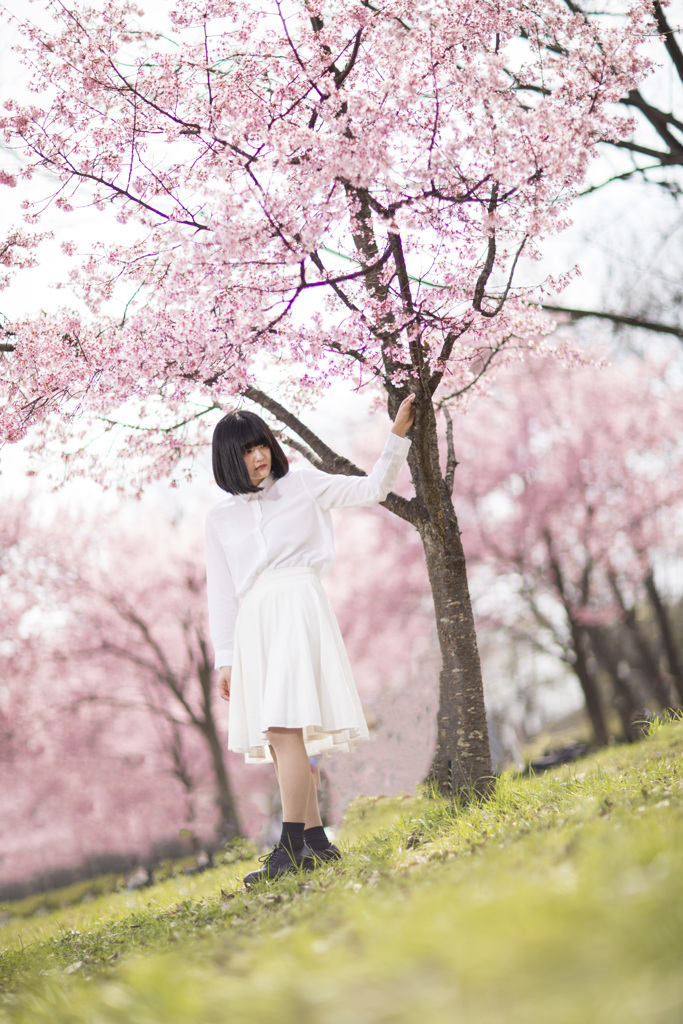 「100年後も咲く桜」 