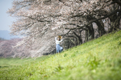 「広がる桜」