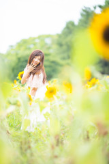 「ひたむき向日葵」