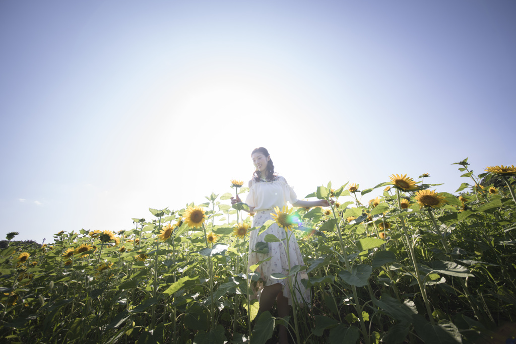 「太陽の花」