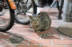 ふと子 と ほそ子、「ふと子」