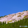 桜の花立公園