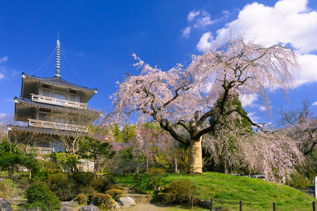浄専寺のしだれ桜