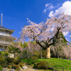 浄専寺のしだれ桜