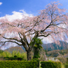 原田家のしだれ桜