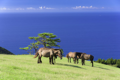 夏の都井岬と御崎馬