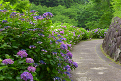 紫陽花咲く山之口あじさい公園