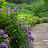 紫陽花咲く山之口あじさい公園