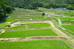 八重の棚田