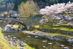 桜と笠松橋