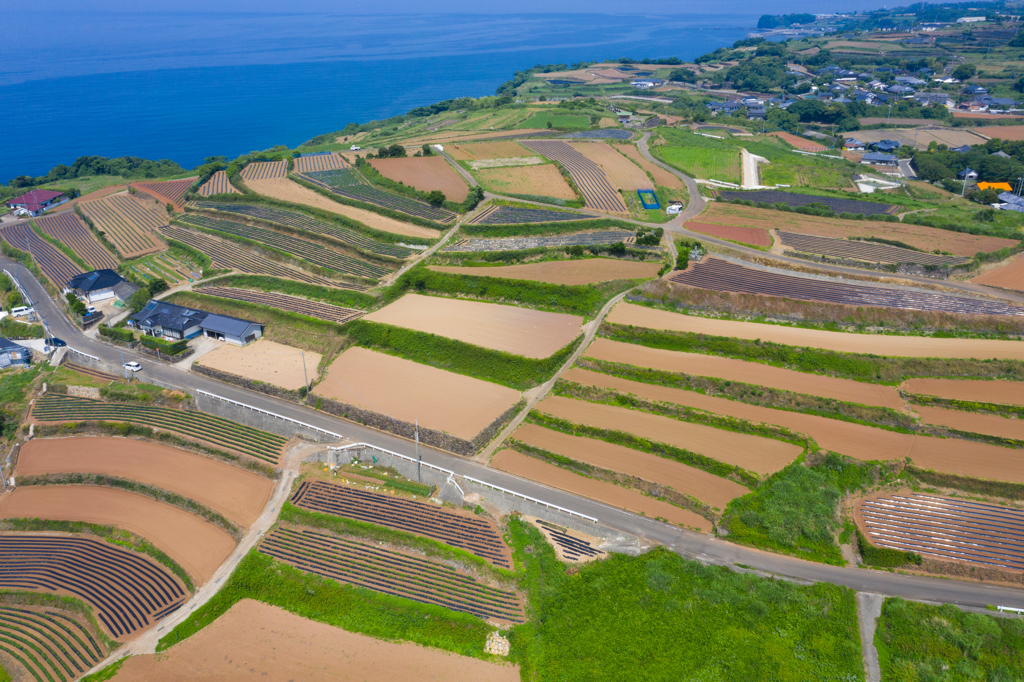 長島町の段々畑