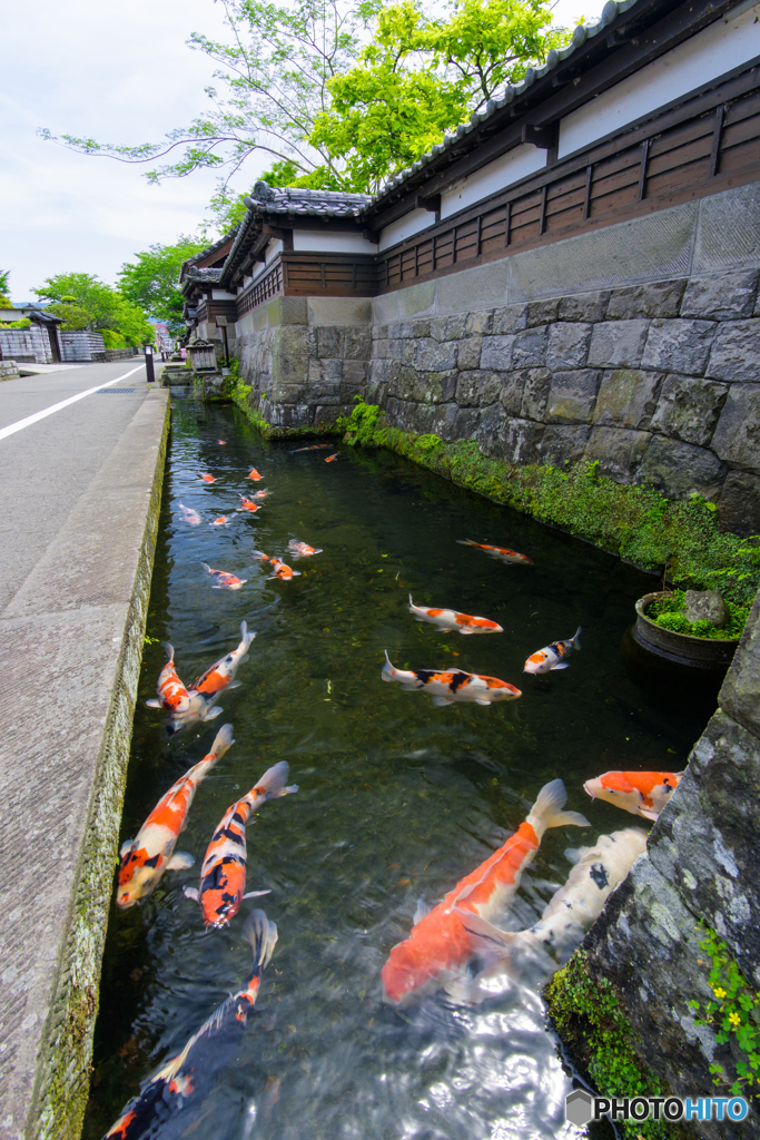 鯉の泳ぐ城下町