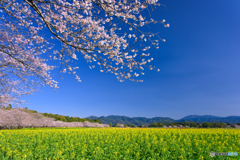 桜咲く西都原公園