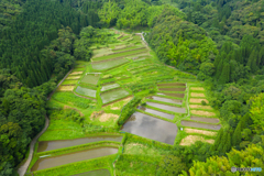 内ノ尾の棚田