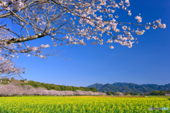 桜咲く西都原公園