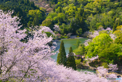 桜の観音ヶ池市民の森