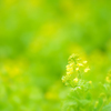 早春の菜の花 2