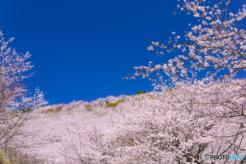 桜の花立公園