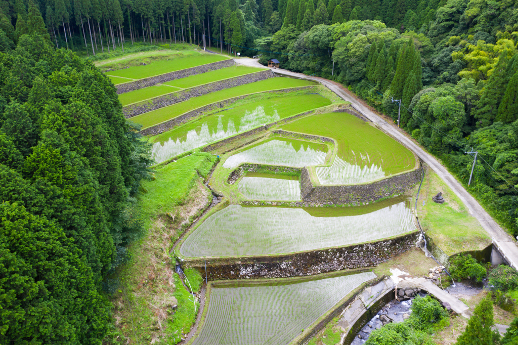 幸田の棚田
