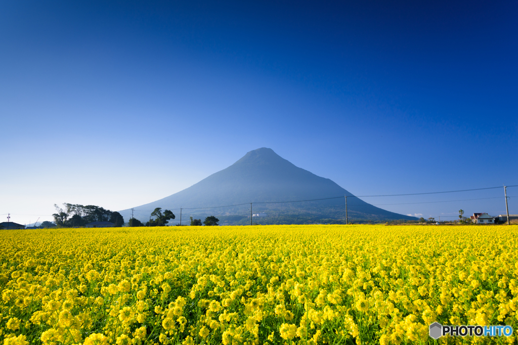 菜の花畑と開聞岳