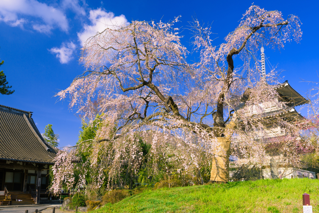 浄専寺のしだれ桜