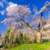 浄専寺のしだれ桜