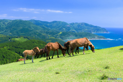 都井岬の御崎馬