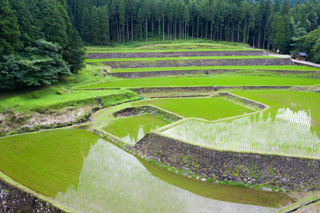 幸田の棚田