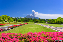 ツツジ咲く吉野公園と桜島