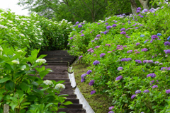 紫陽花咲く山之口あじさい公園