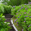 紫陽花咲く山之口あじさい公園