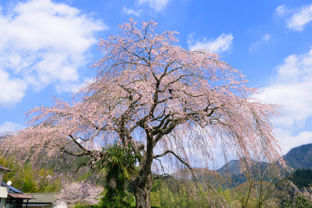 原田家のしだれ桜