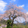 原田家のしだれ桜