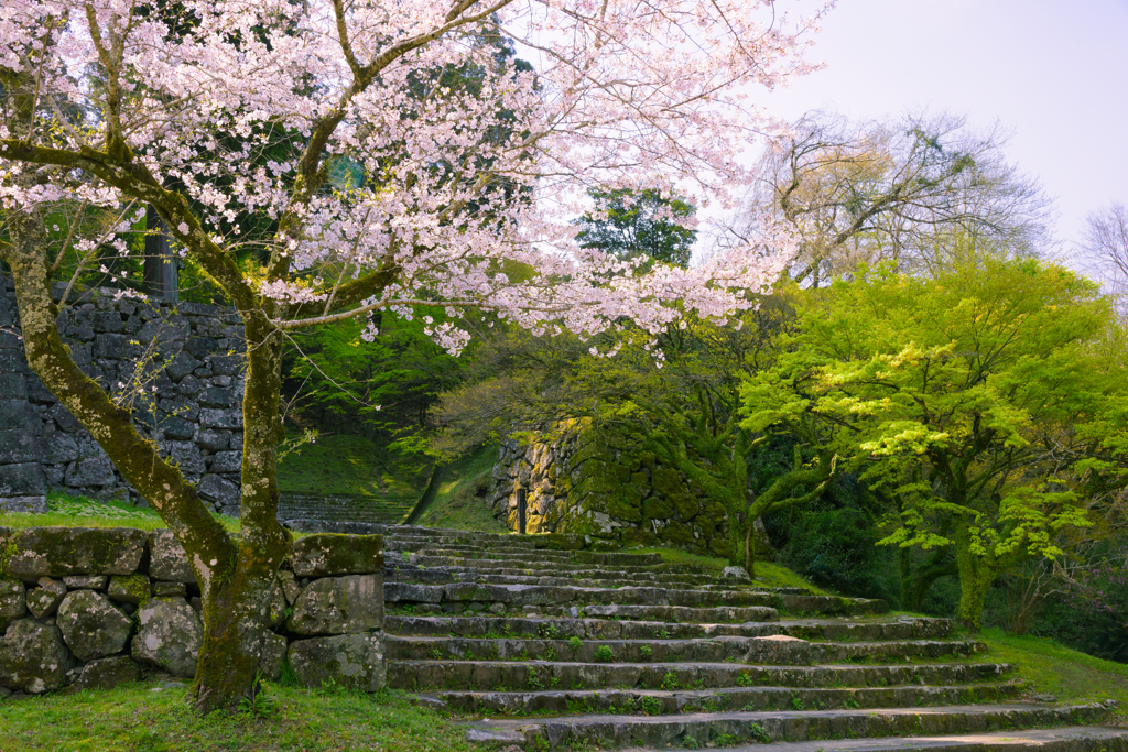 人吉城跡の桜