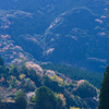 山桜