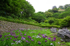 紫陽花咲く山之口あじさい公園