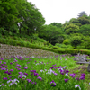 紫陽花咲く山之口あじさい公園