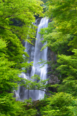 夏の白滝