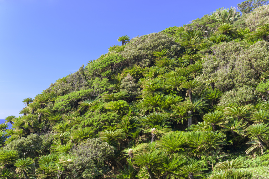 都井岬 ソテツ自生北限地