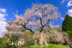 浄専寺のしだれ桜