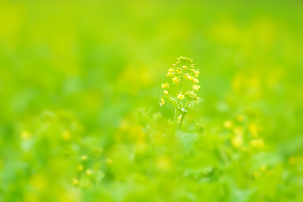 早春の菜の花