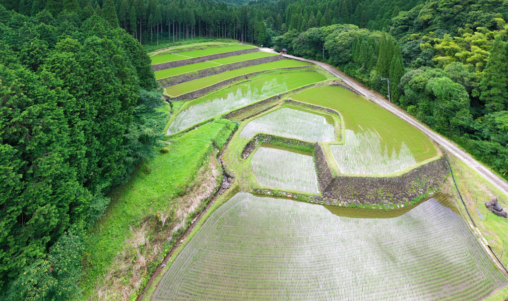 幸田の棚田