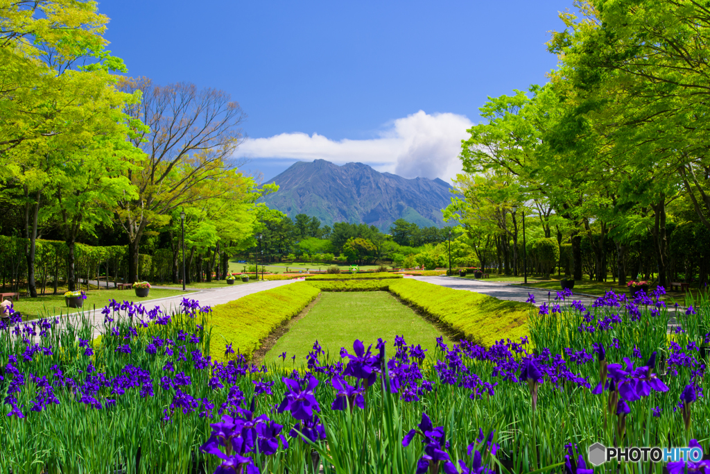 花菖蒲咲く吉野公園